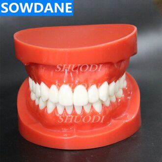 1:1 Dental Orthodontische Model Standaard Volwassen Tand Model Met 28 Tand Studie Model Communicatie Model