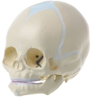1: 1 Menselijk Foetale Baby Baby Schedel Anatomisch Skelet Model Onderwijs Levert Voor Medische Wetenschap 20CB