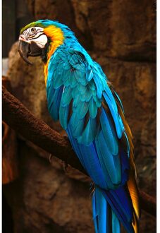 1000Pcs Diy Eagle Papier Puzzels Speelgoed Kinderen Volwassenen Educatief Puzzel Spel Kinderen Draagbare Interactieve Aanwezig