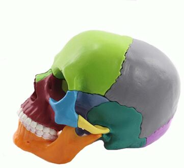15 Onderdelen 4D 1:2 Levensgrote Kleur Vergadering Menselijk Anatomie Schedel Speelgoed Medische Skelet Onderwijs Model
