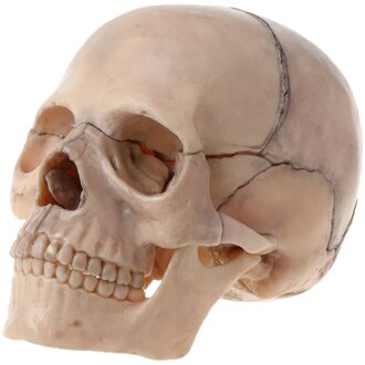 15 Stks/set 4D Gedemonteerd Schedel Anatomisch Model Afneembare Medische Onderwijs Tool wit