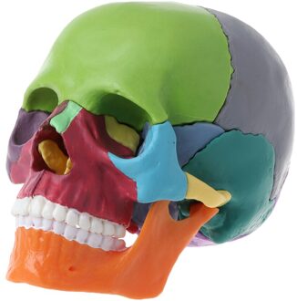 15 Stks/set 4D Gedemonteerd Schedel Anatomisch Model Afneembare Onderwijs Tool veelkleurig