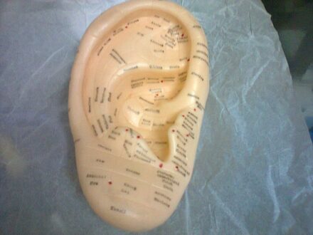 17 cm Oor Acupunctuurpunten model met Reflex Zone in Engels