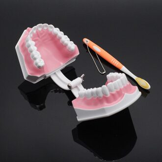 1Pc Dental Onderwijs Tanden Model Met Tandenborstel Grote Modellen Afneembare Hars Verwijderbare Tandarts Onderwijs Training Tools