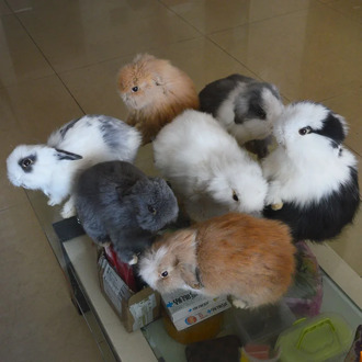 1pcs random Real Taxidermy stuffing Lop-eared rabbit,bunny fur specimen Teaching/Decoration