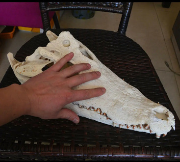 1Pcs Real Animal skull Amphibian crawl Taxidermy 8-16" Inch (From the farm)