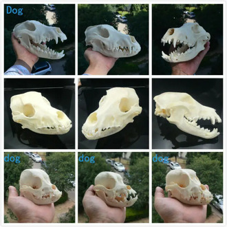 1pcs real Animal Skull specimen Collectibles Study Unusual Halloween