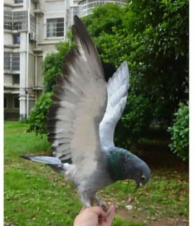 1Pcs real Taxidermy Eurasian gray pigeon Columba specimen Teaching / Decoration