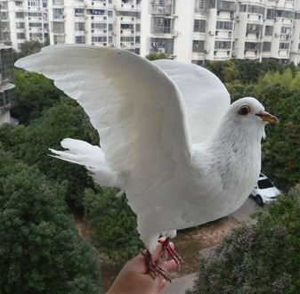 1Pcs real Taxidermy Eurasian white pigeon Columba specimen Teaching / Decoration
