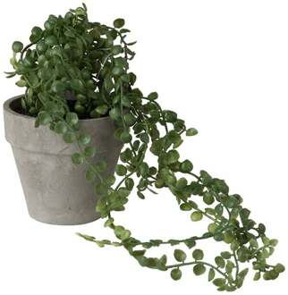 2 HANGPLANTJES IN GRIJZE POT - ROND BLAD -COMBI-DEAL