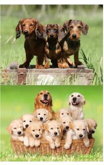 2 stuks 3D magneten met honden