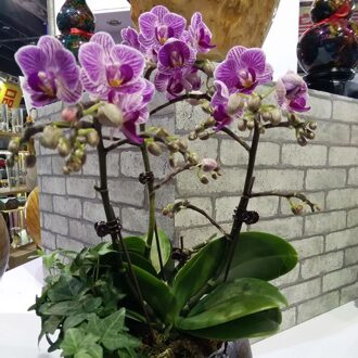 20 Stks/partij Plant Ondersteuning Clips Orchidee Stem Clip Voor Wijnstok Ondersteuning Groenten Bloem Gebonden Bundel Tak Vastklemmen Tuin Gereedschap