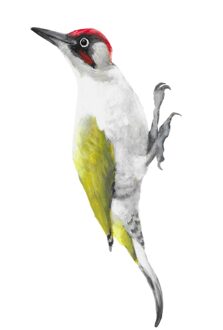 2021top Home Decor Simulatie Groene Specht Muurstickers Woodland Indoor En Outdoor Decoratie Товары Для Дома