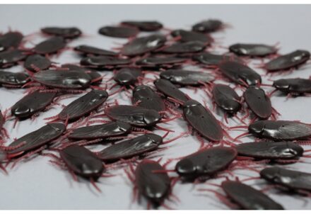 20x stuks Nep ongedierte kakkerlakken - Fun/fop dieren artikelen