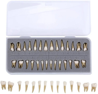 28 pcs 1: 1 Permanent Teeth Demonstration Teach Study Model Dentist Implant Teaching Model