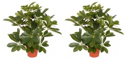 2x Schefflera kunstplant 55 cm - Kunstplanten Groen