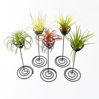 3 pcs tillandsia houder Ijzer Air Plant Stand Container Tillandsia Houder Tafelblad Plant Pot Display Rack Vaas met Iron Base