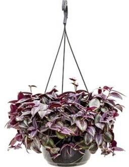 3 stuks Tradescantia Zebrina plantjes, kamerplant in pot Ø 8cms (incl gratis verzending!)