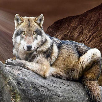 30*40 Cm Ronde Diamant Diy Diamant Schilderij Vol Diamanten Animal Wolf 5D Diamant Borduurwerk