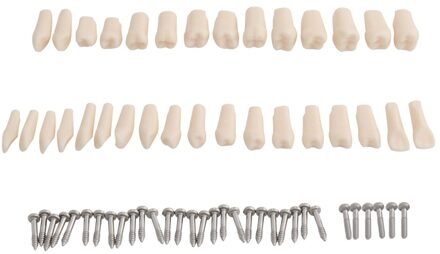 32 Stuks Tanden Voor Tandheelkundige Model Dental Onderwijs Model Standaard Tanden Model Fit Nissin Hard Tandvlees