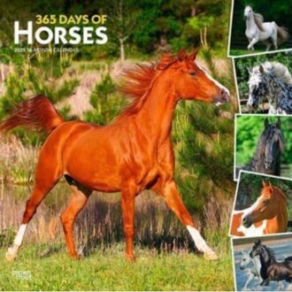 365 Days Of Horses 2025 12 X 24 Inch Monthly Square Wall Calendar Plastic-Free - Browntrout
