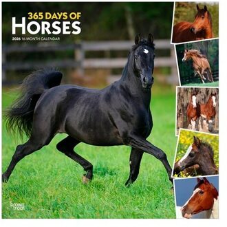 365 Days Of Horses 2026 12 X 24 Inch (Hanging) Monthly Square Wall Calendar Plastic-Free - Browntrout