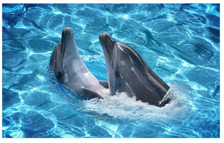 3D Dolfijn Zelfklevende Verwijderbare Muur Sticker Waterdicht Diy Decals Floor Stickers Voor Thuis Slaapkamer Woonkamer Badkamer