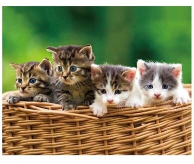 3D koelkast magneetje kittens in mandje - Magneten Multikleur