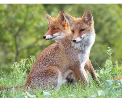 3D koelkast magneetje met rode vossen - Magneten Multikleur