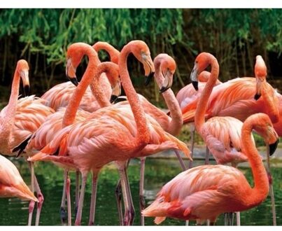 3D magneten flamingo