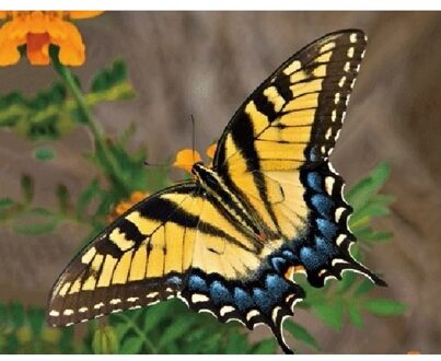 3D magneten met gele vlinder