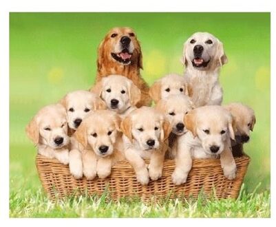 3D magneten met golden retrievers