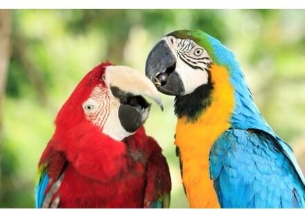 3D magneten met papegaaien