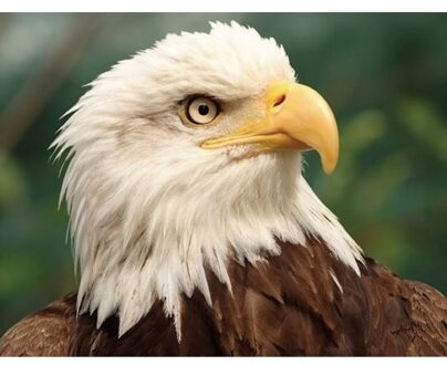 3D magneten met wit hoofd adelaar