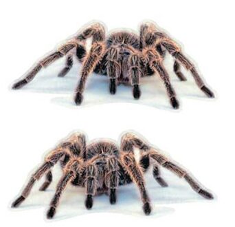 3D Pvc Auto Sticker Lizard Scorpion Spider Auto Body Window Sticker Decal 16X18cm WWO66 2 rood spider