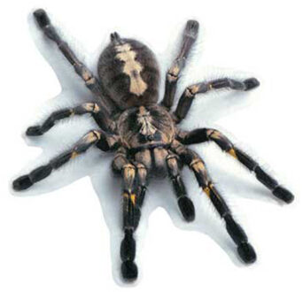 3D Pvc Auto Sticker Lizard Scorpion Spider Auto Body Window Sticker Decal 16X18cm WWO66 zwart spider