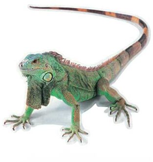 3D Pvc Auto Sticker Lizard Scorpion Spider Auto Body Window Sticker Decal 16X18cm WWO66