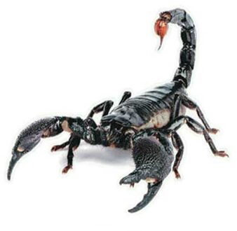 3D Pvc Auto Sticker Lizard Scorpion Spider Auto Body Window Sticker Decal 16X18cm WWO66