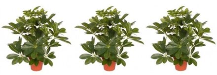 3x Kunstplant schefflera/baby struik 55 cm - Groene kunstplanten kamerplanten