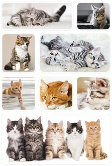 3x Poes/kitten stickervellen met 8 stickers - Stickers Multikleur