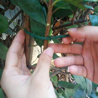 50/100pcs Verstelbare Plastic Plant Kabelbinders Herbruikbare Kabelbinders voor Tuin Boom Klimmen Ondersteuning Plant Vine Tomaat stem Clip Geel