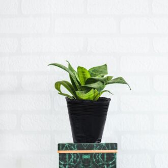 500Pcs Draagbare Plant Kwekerij Cup Planten Planter Tuin Plant Starten Potten zwart