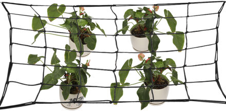 80*80 cm Elastische Tuin Rubber Trellis Net Ondersteuning voor Groente Klimmen Wijnstok Planten Tuin Netting Bloem Plant Ondersteuning netto