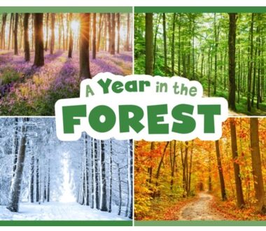 A Year In The Forest - Season To Season - Christina Mia Gardeski