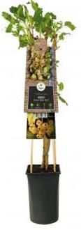 Aalbes Wit Ribes Rubrum White Pearl 75 cm klimplant