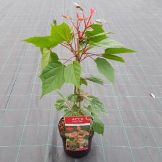 Acer conspicuum 'Red Flamingo; Totale hoogte 40-50 cm incl. Ø19cm pot | Bladkleur: Dieprood - roze | Slangenschors esdoorn