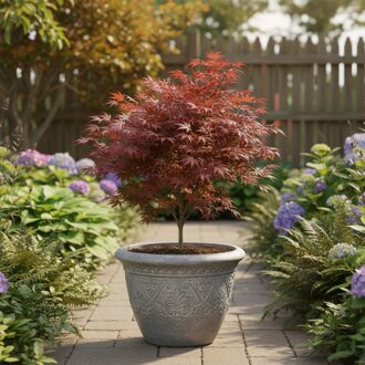 Acer palmatum 'Atropurpureum' - Japanse Esdoorn - P15