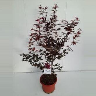 Acer palmatum 'Atropurpureum'; Totale hoogte ±70cm incl. Ø19cm pot | Japanse esdoorn