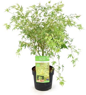 Acer Palmatum Butterfly - Japanse Esdoorn - P15