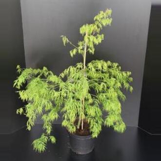 Acer palmatum 'Dissectum' - Japanse esdoorn; Totale hoogte 60+cm incl. 19cm Ø pot